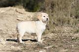 GOLDEN RETRIEVER 514